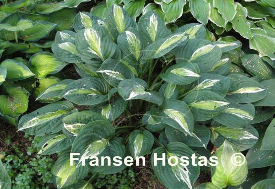 Hosta Erotica